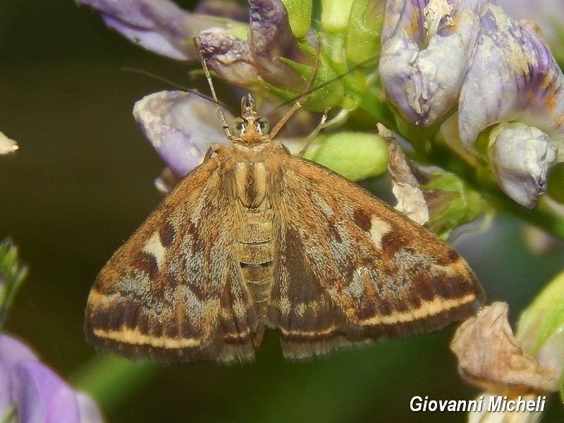 Pyrausta despicata